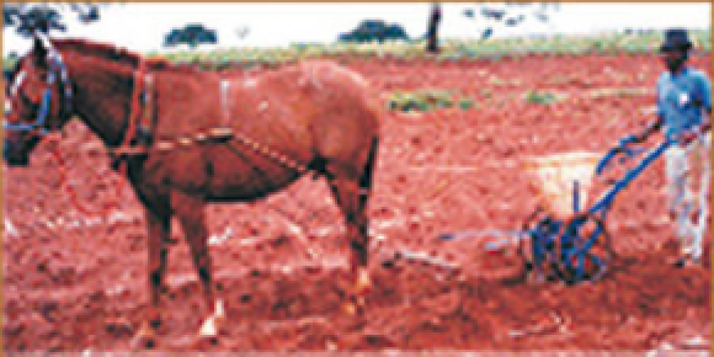 Imagem adicional 1 do item SEMEADEIRA E ADUBADEIRA